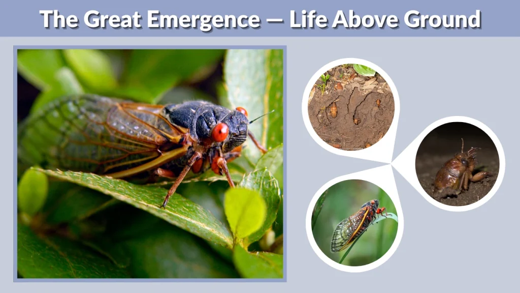 The Great Emergence — Life Above Ground