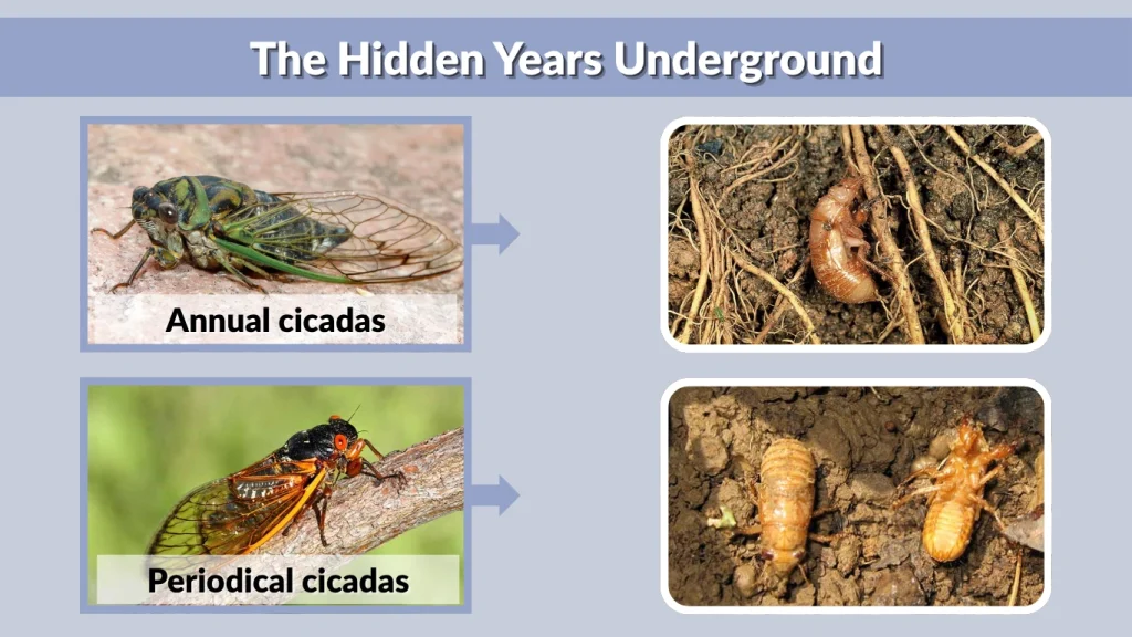 The Hidden Years Underground
