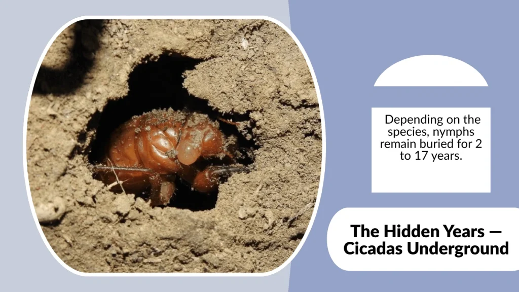 The Hidden Years — Cicadas Underground