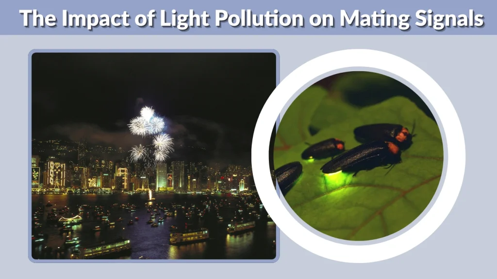 The Impact of Light Pollution on Mating Signals