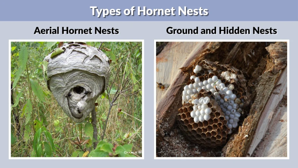 Types of Hornet Nests