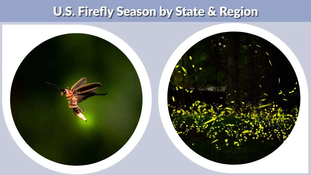U.S. Firefly Season by State & Region
