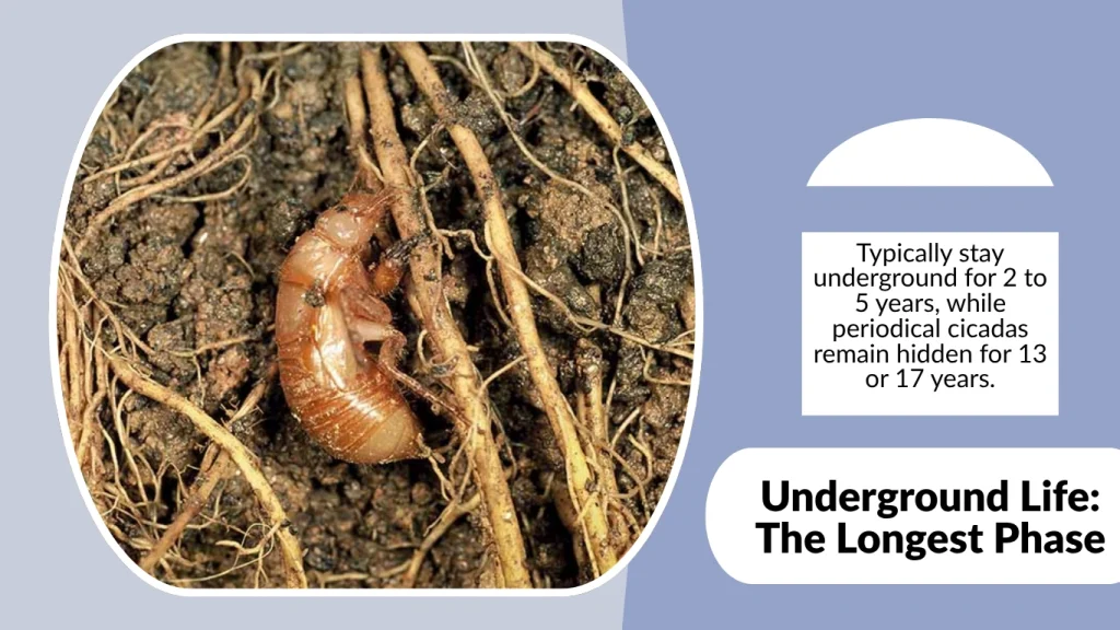 Underground Life The Longest Phase