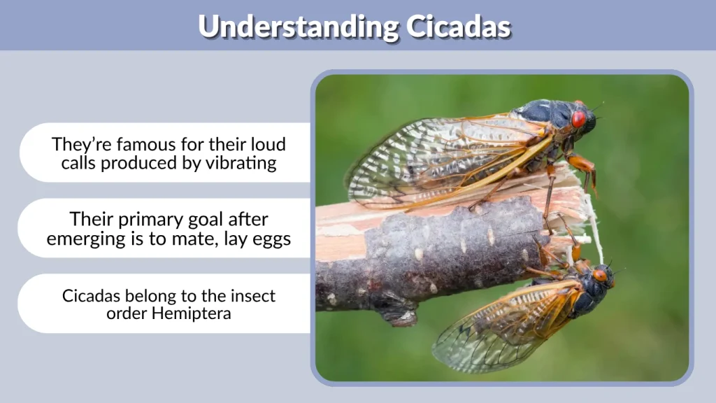 Understanding Cicadas