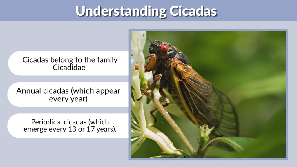 Understanding Cicadas