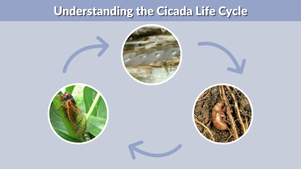 Understanding the Cicada Life Cycle