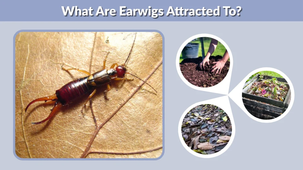 What Are Earwigs Attracted To
