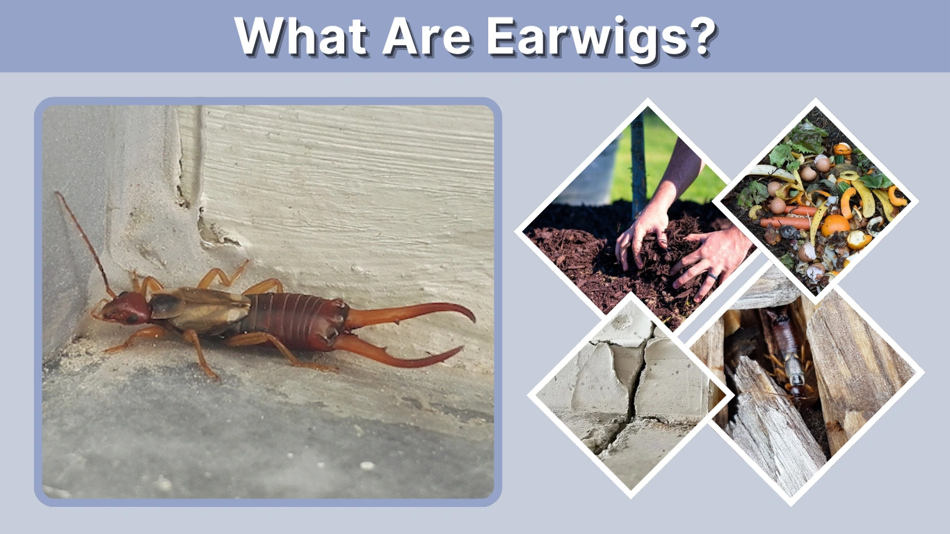 What Are Earwigs?