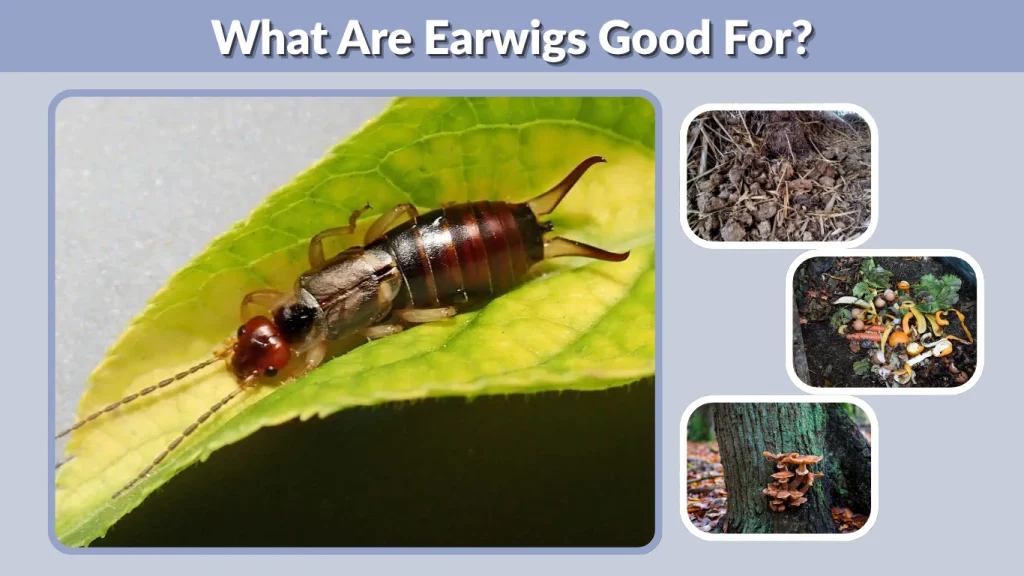 What Are Earwigs Good For