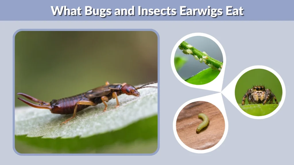 What Bugs and Insects Earwigs Eat