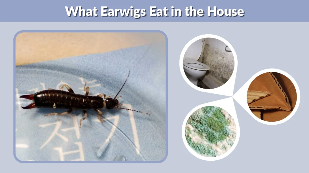 What Earwigs Eat in the House