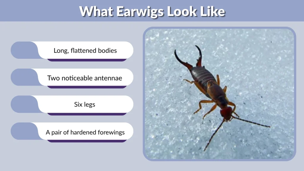 What Earwigs Look Like