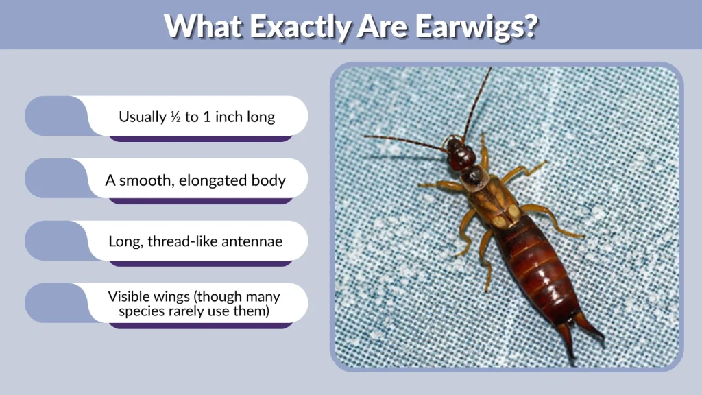 What Exactly Are Earwigs