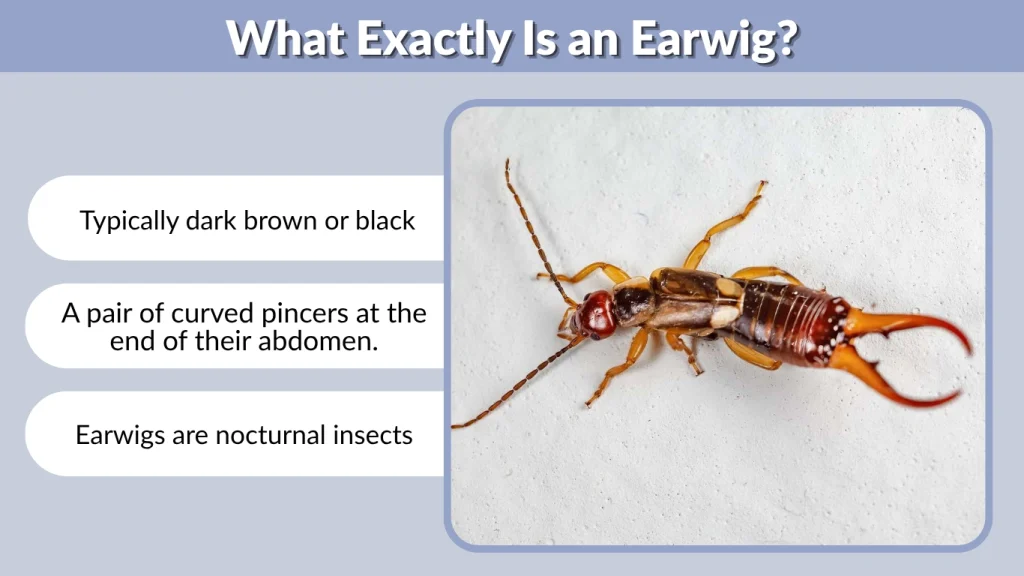 What Exactly Is an Earwig