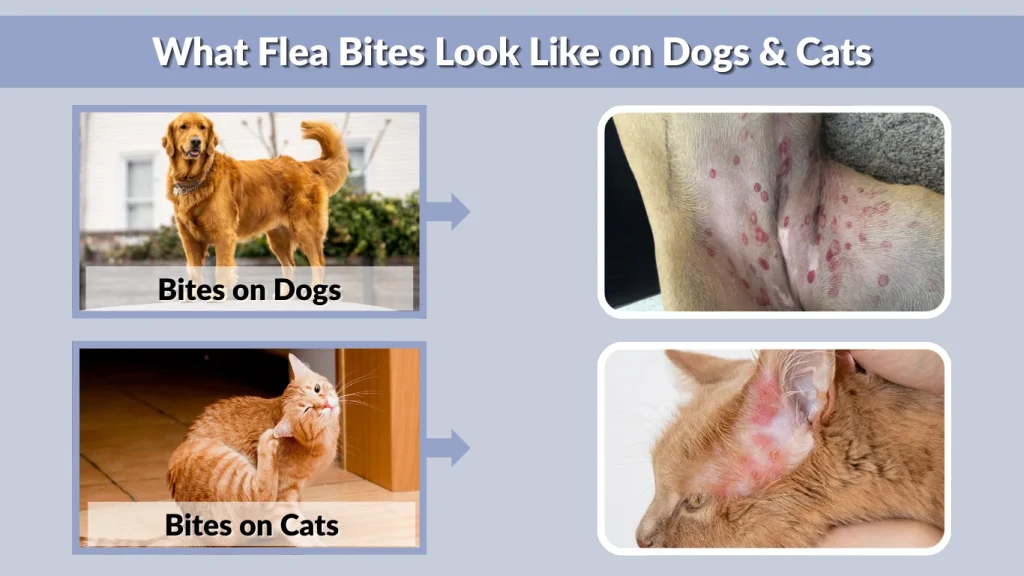 What Flea Bites Look Like on Dogs & Cats