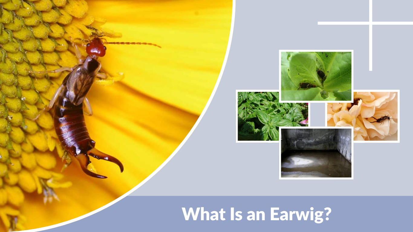 What Is an Earwig Complete Guide & Its Purpose & Behavior