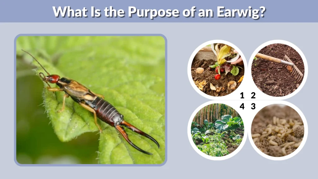 What Is the Purpose of an Earwig