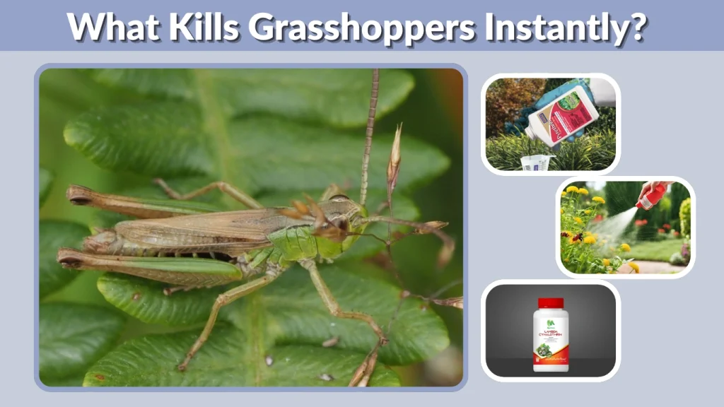 What Kills Grasshoppers Instantly
