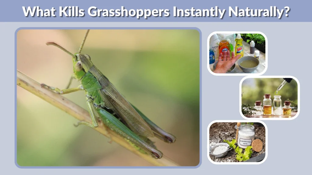 What Kills Grasshoppers Instantly Naturally