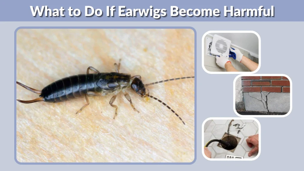 What to Do If Earwigs Become Harmful