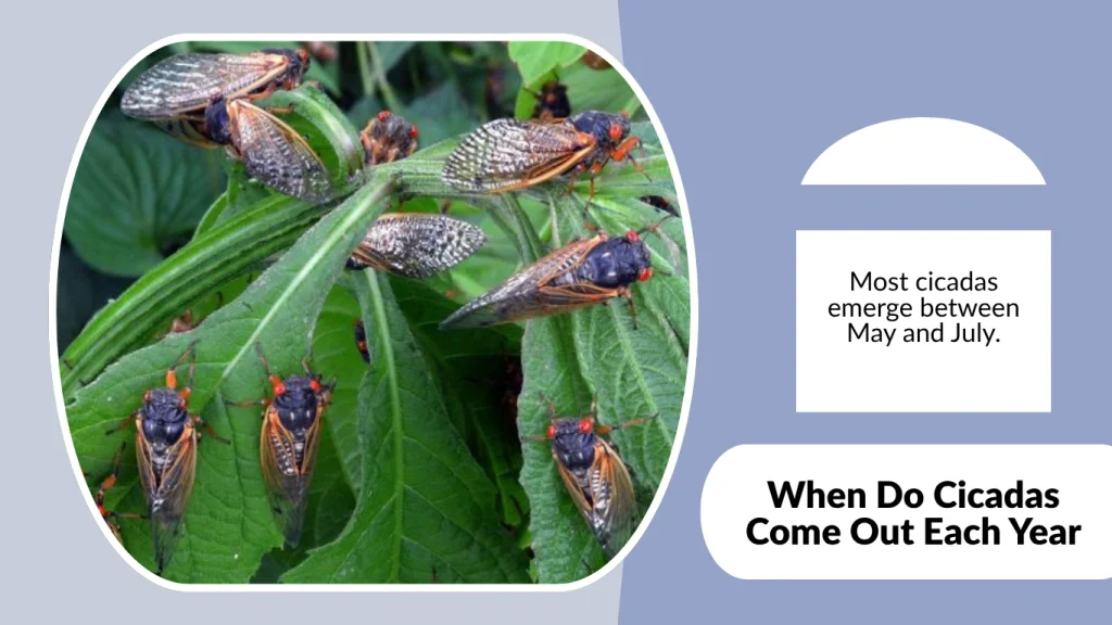 When Do Cicadas Come Out Each Year