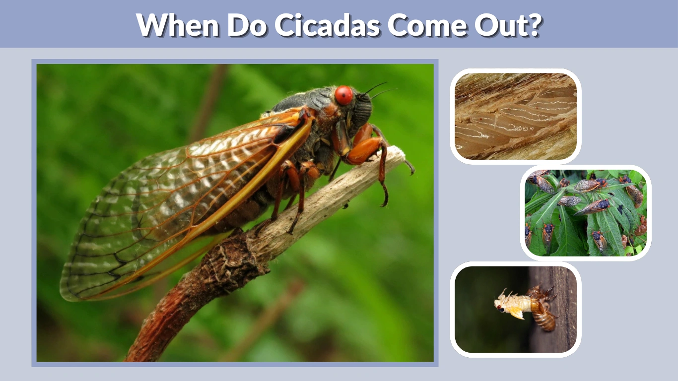 When Do Cicadas Come Out Timing, Life Cycle, and Regional Guide