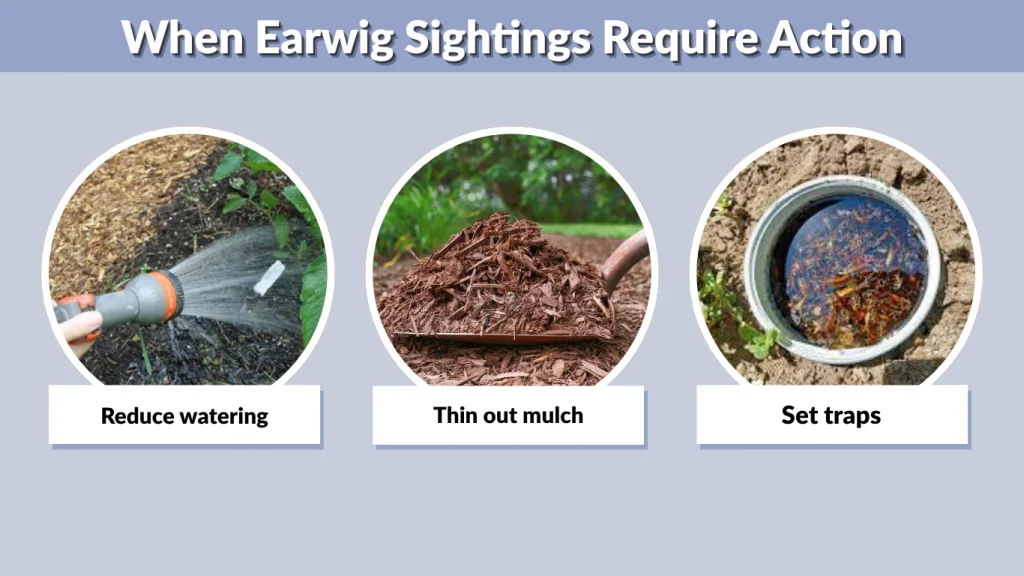 When Earwig Sightings Require Action