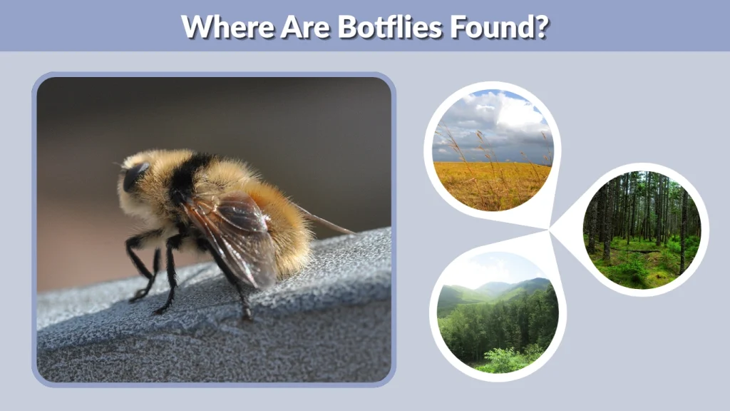 Where Are Botflies Found