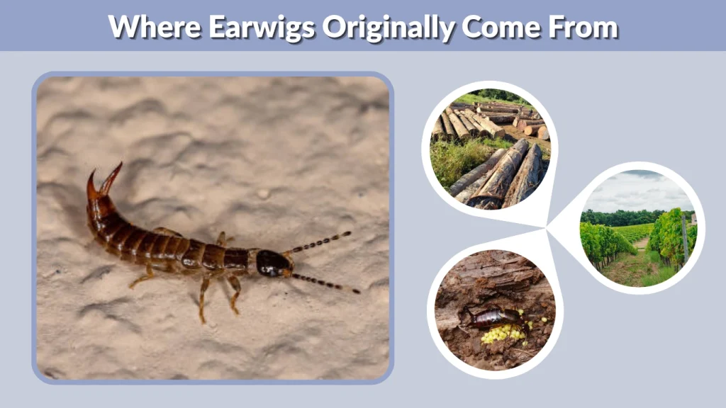 Where Earwigs Originally Come From