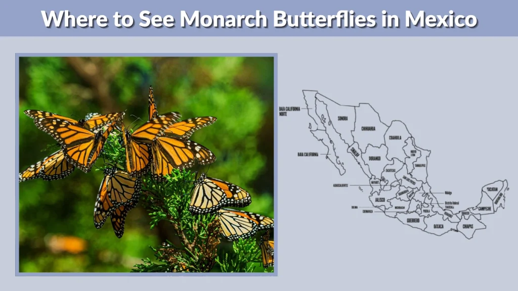 Where to See Monarch Butterflies in Mexico
