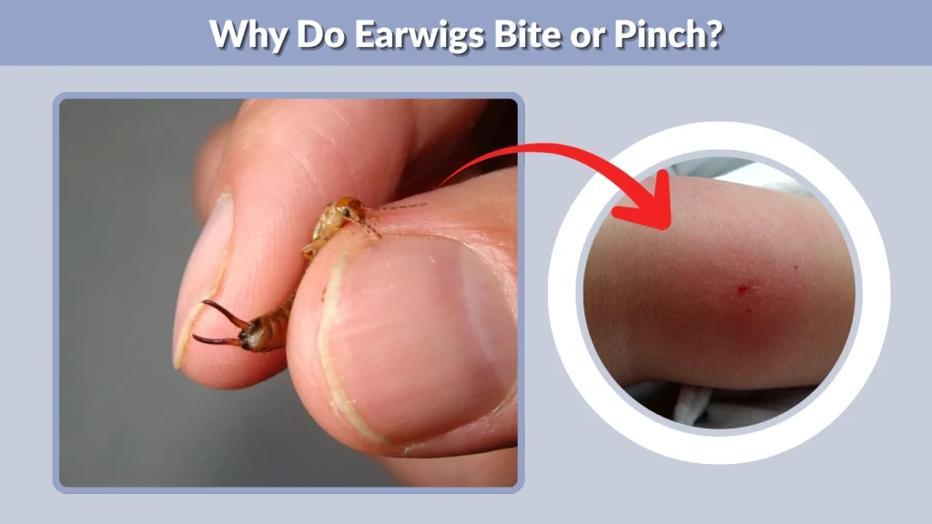 Why Do Earwigs Bite or Pinch