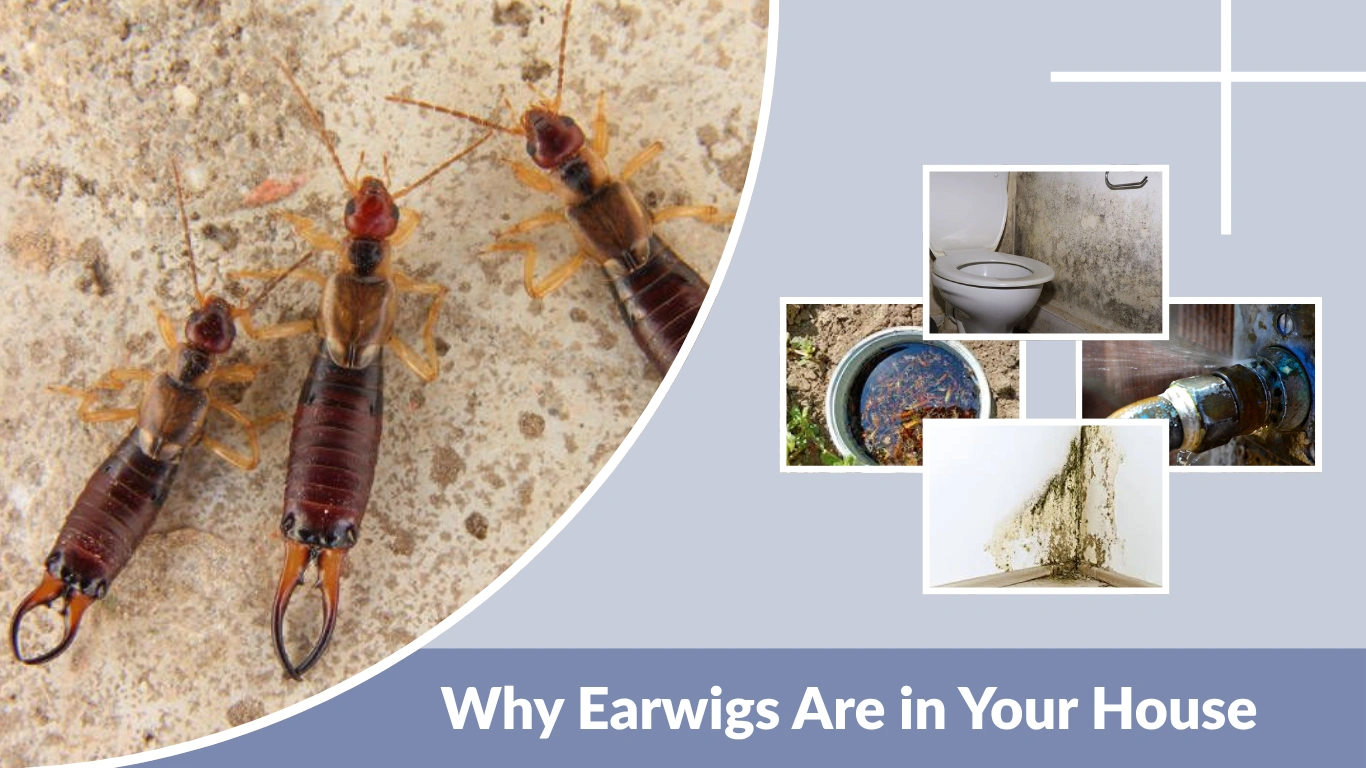 Why Earwigs Are in Your House & How to Get Rid of Them