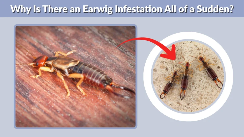 Why Is There an Earwig Infestation All of a Sudden