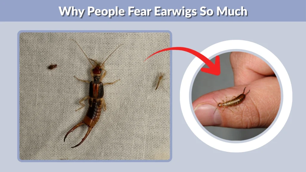 Why People Fear Earwigs So Much