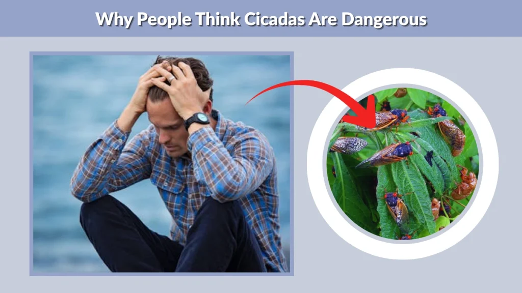 Why People Think Cicadas Are Dangerous