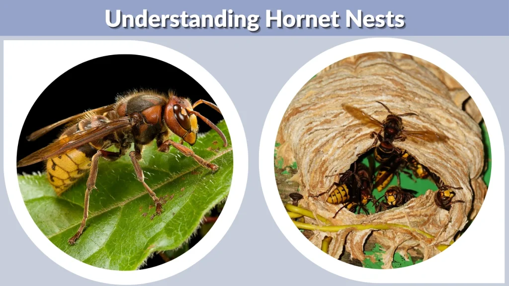 Understanding Hornet Nests