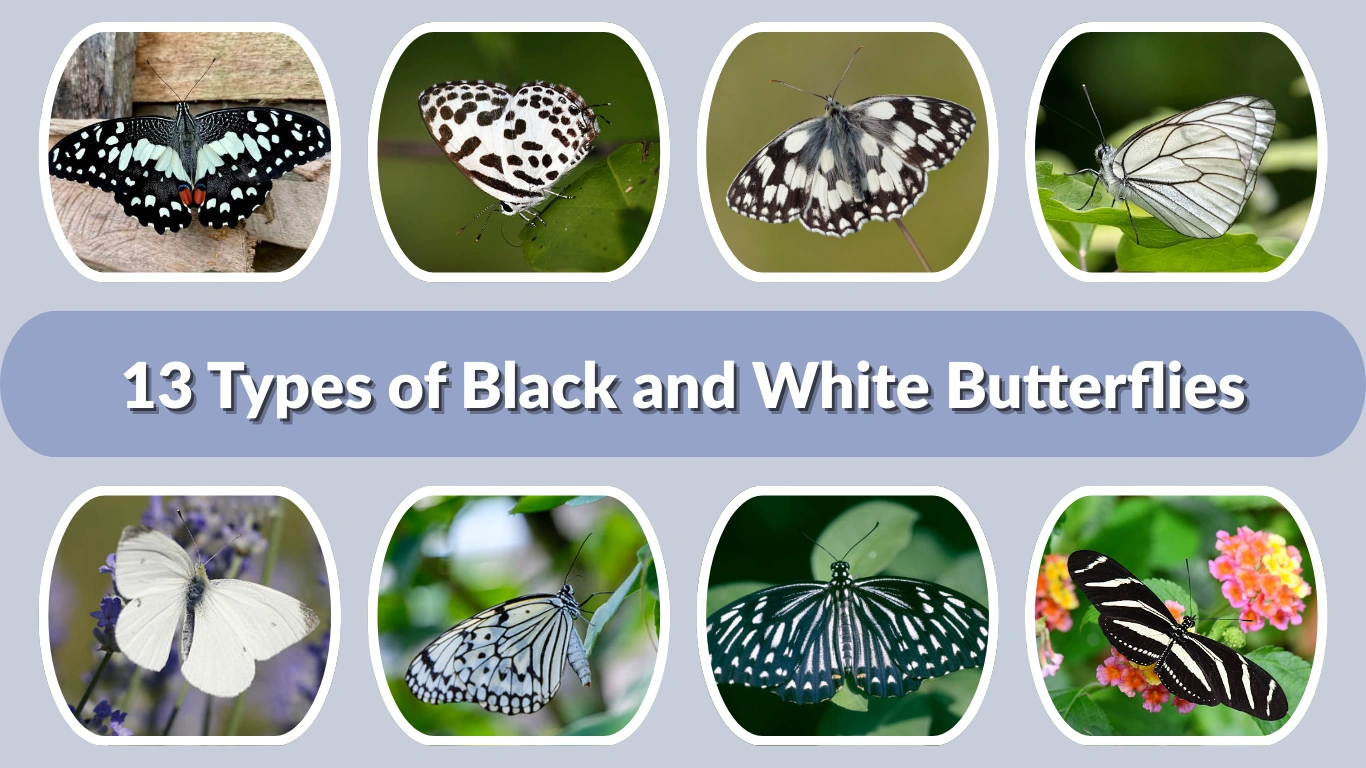 13 Types of Black and White Butterflies Identification with Pictures 