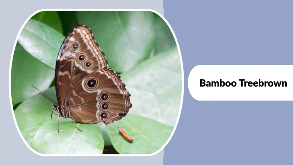 Bamboo Treebrown