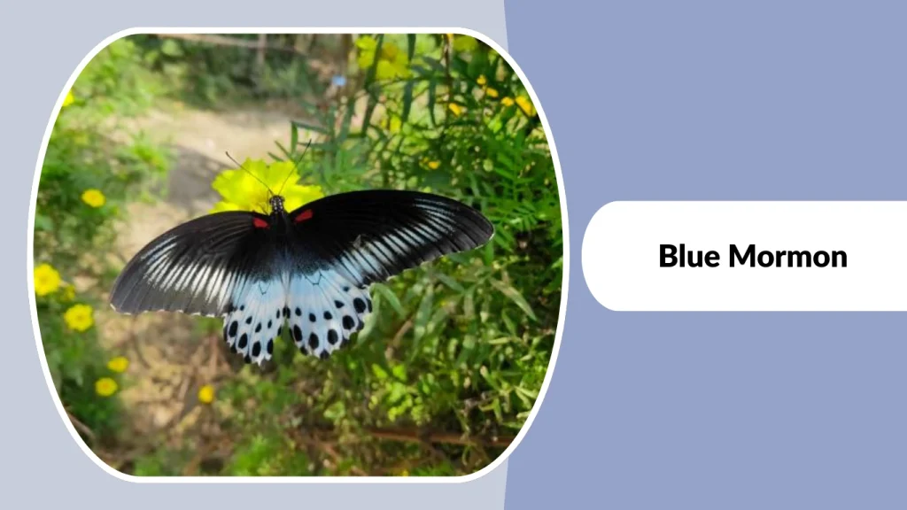Blue Mormon