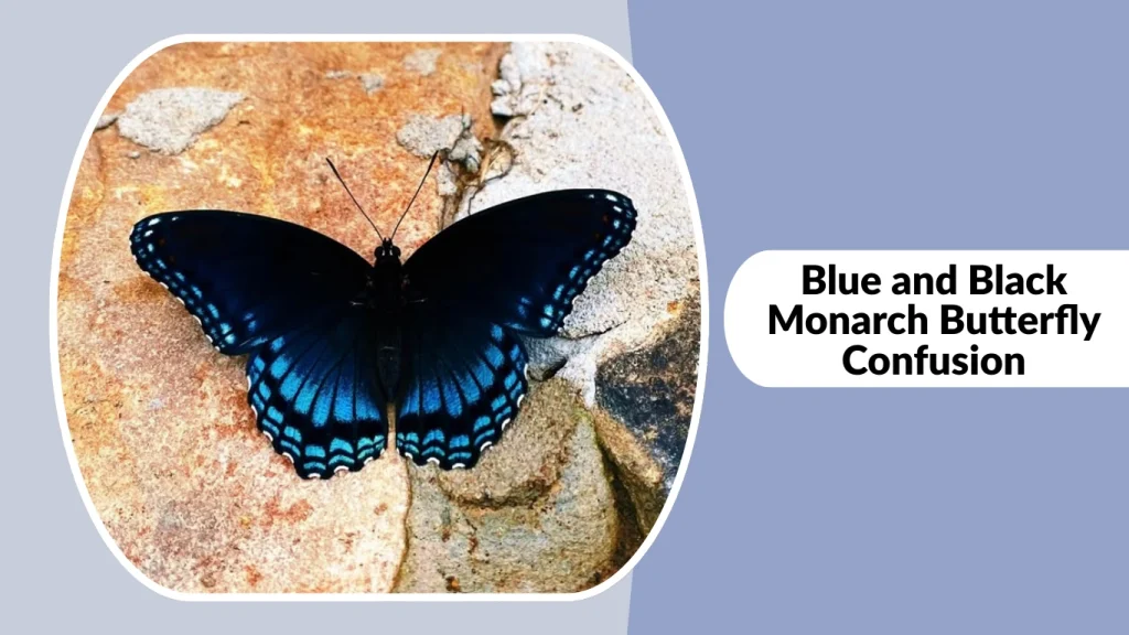 Blue and Black Monarch Butterfly Confusion
