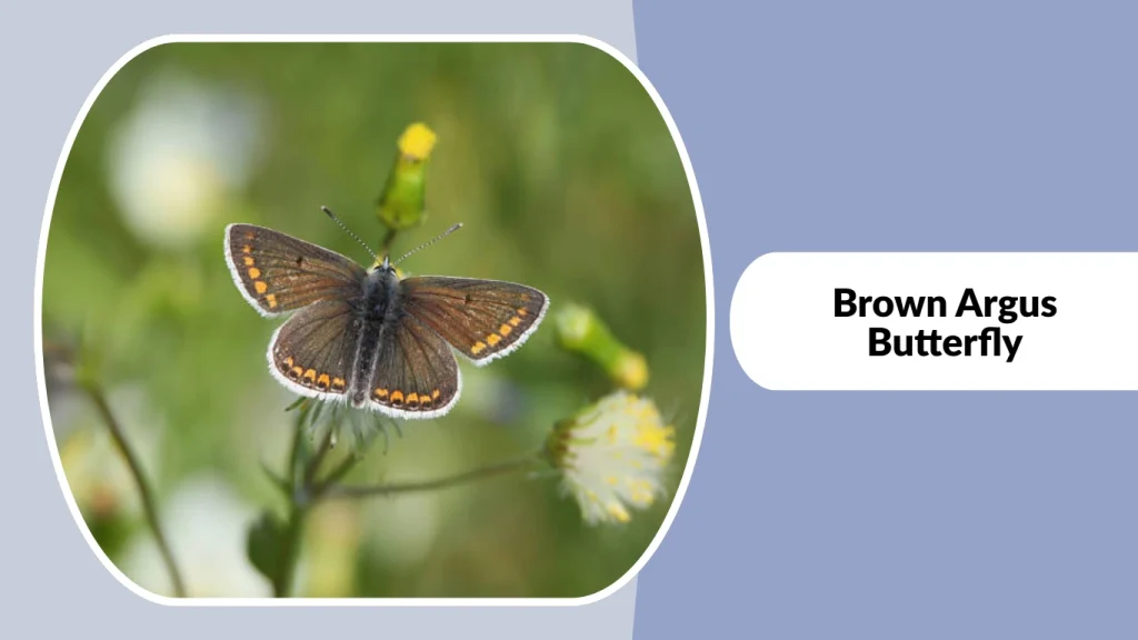 Brown Argus Butterfly