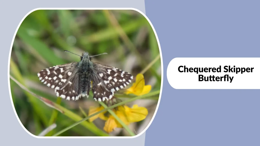 Chequered Skipper Butterfly