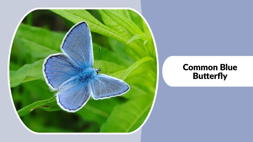 Common Blue Butterfly