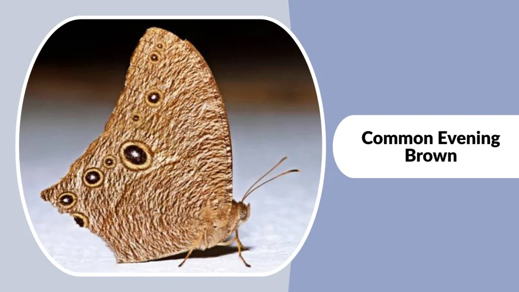 Common Evening Brown