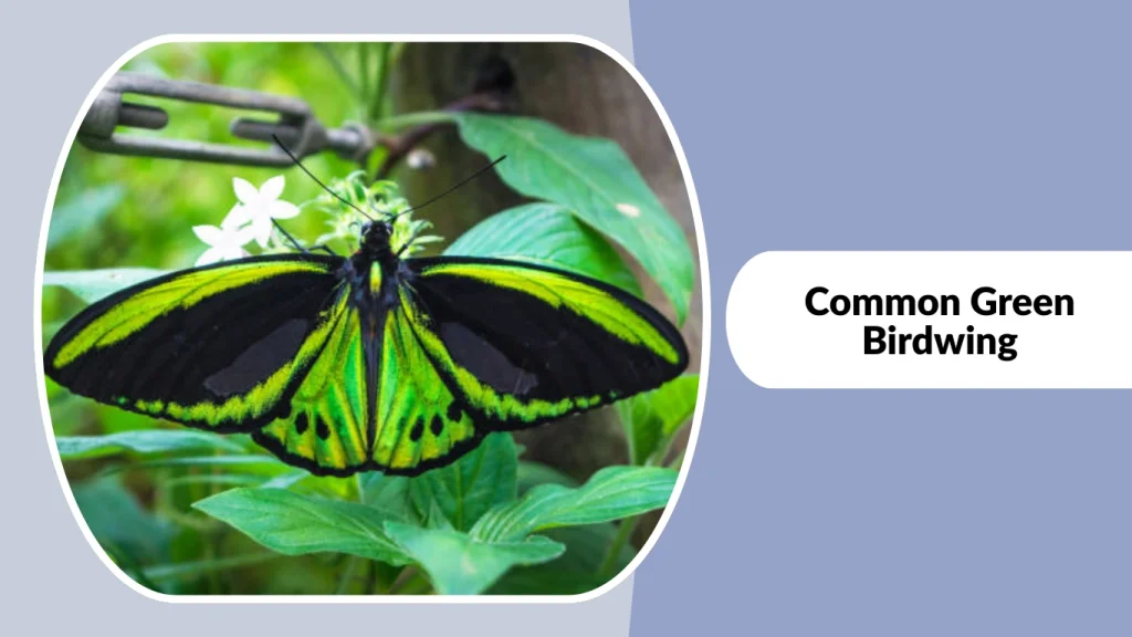 Common Green Birdwing