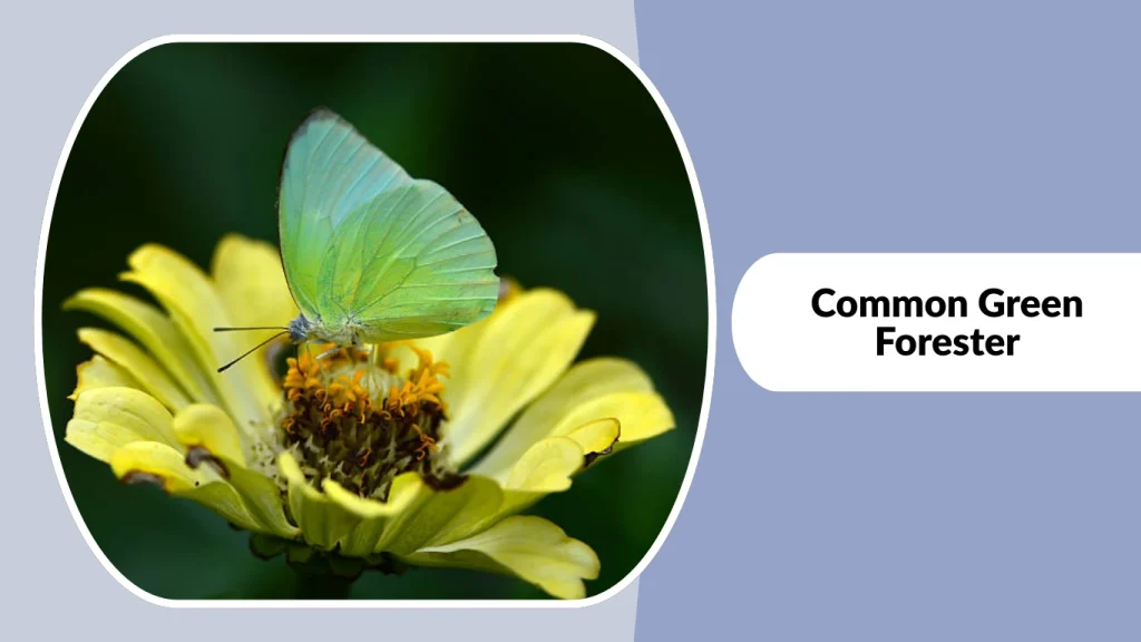 Common Green Forester