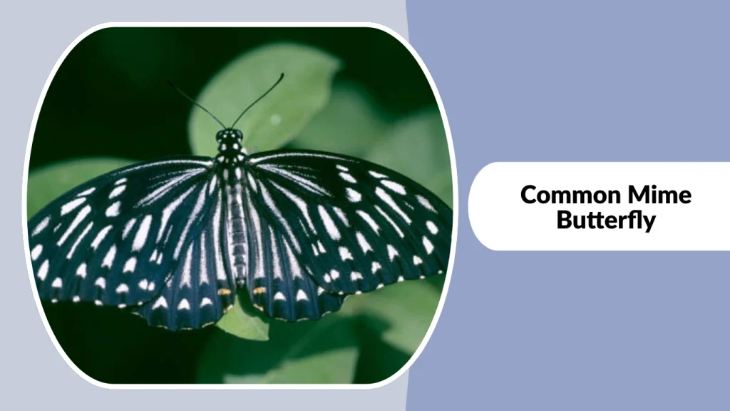 Common Mime Butterfly