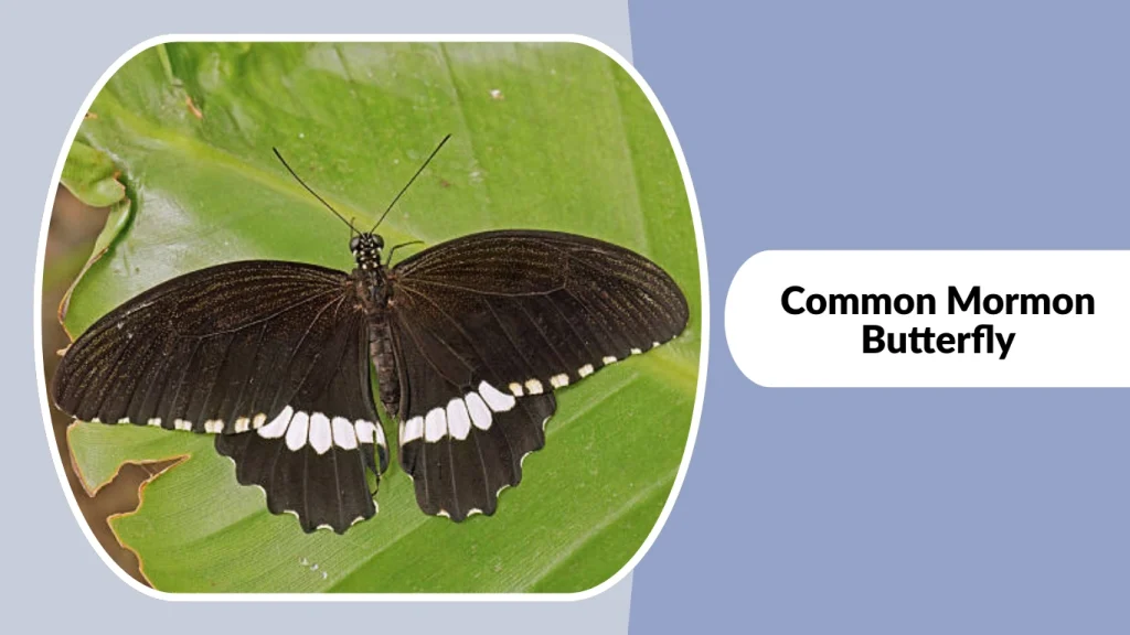 Common Mormon Butterfly