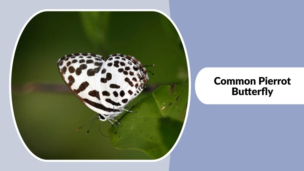 Common Pierrot Butterfly