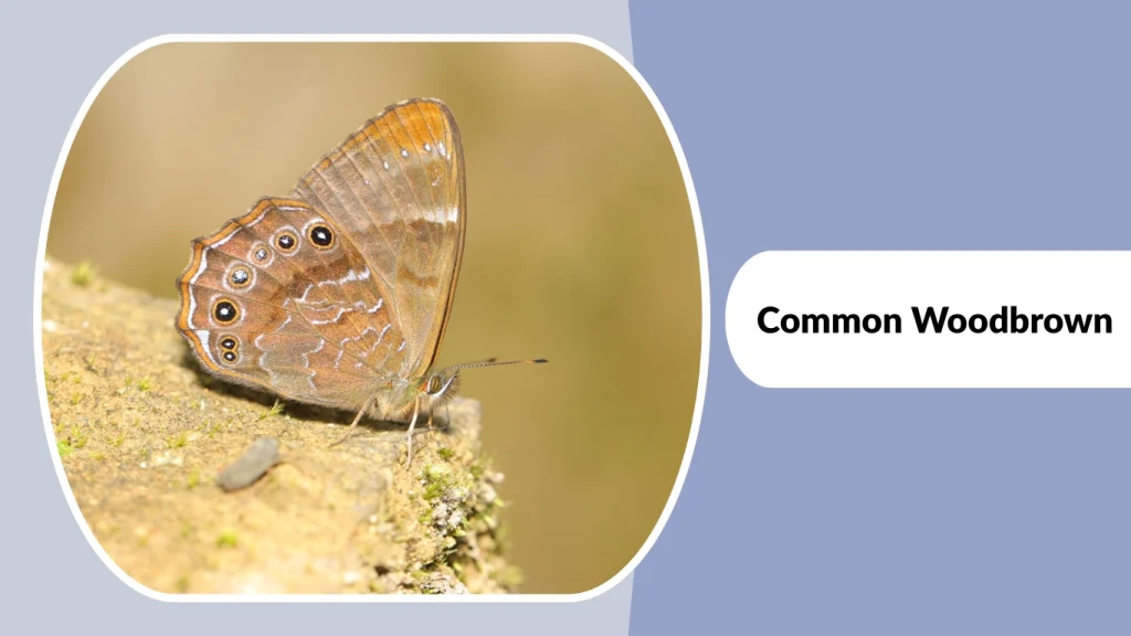 Common Woodbrown